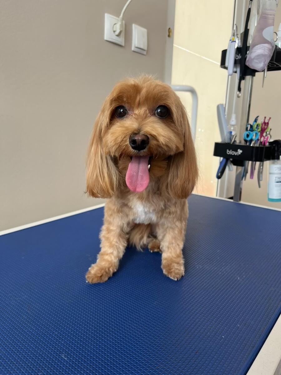 Bella
