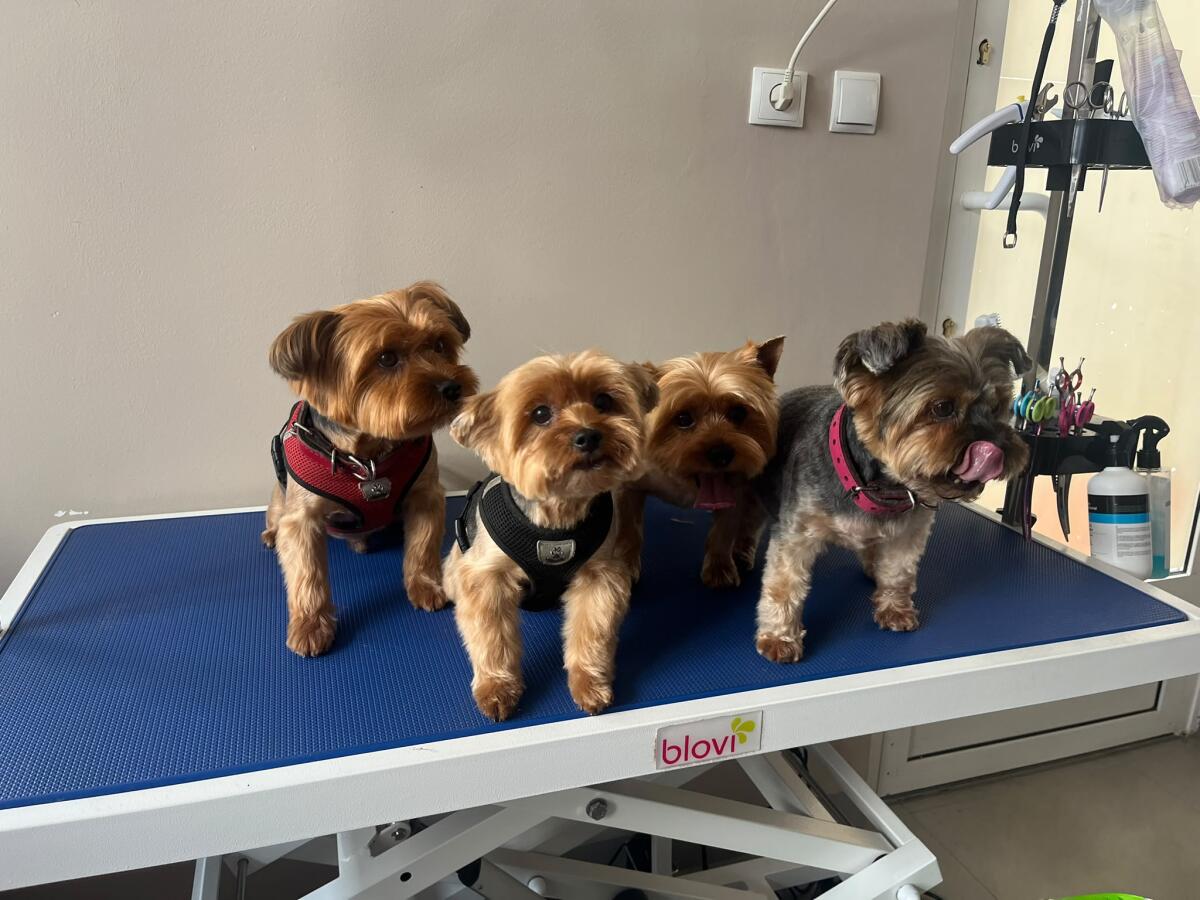 Rodzinka: Maja, Tosia, Roki, Enzo