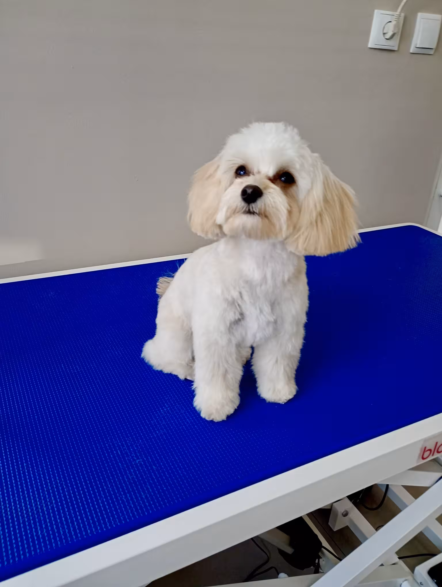 Lulu - zdjęcie 1
